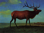 Elk 	
Art Reproductions