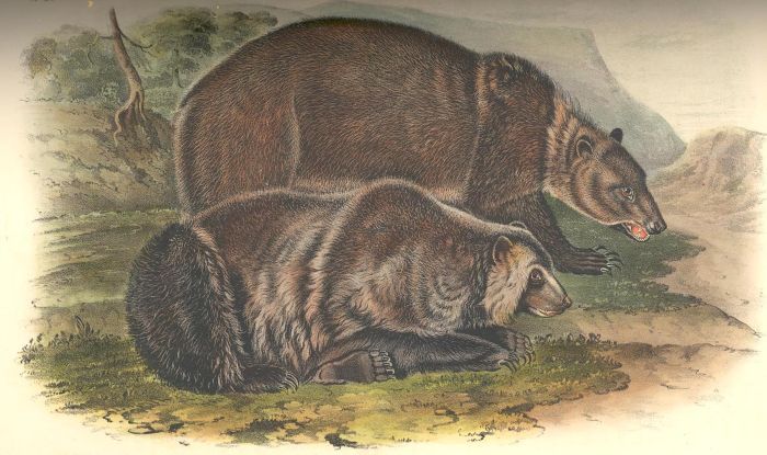 Grizzly Bear

Painting Reproductions