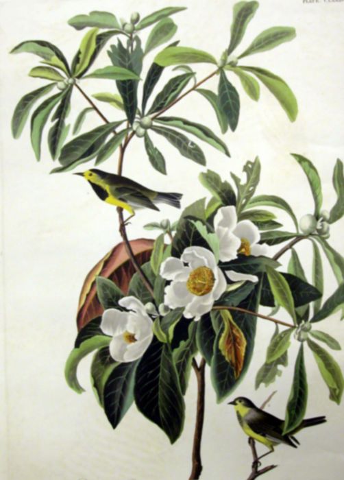 Paintings Audubon, John James