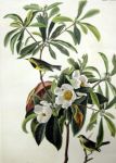 Franklinia alatamaha, 1833
Art Reproductions