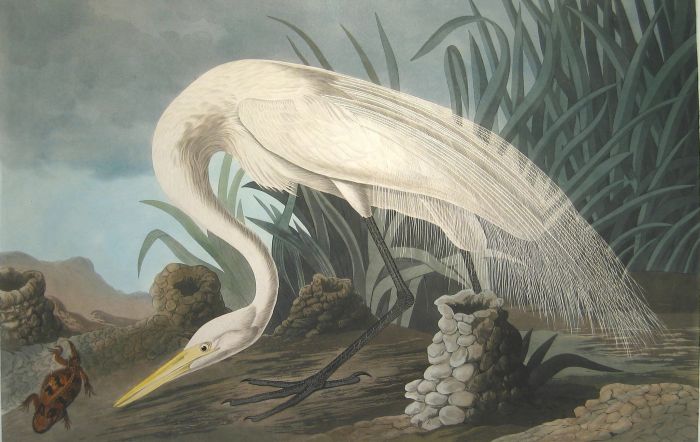 Paintings Audubon, John James