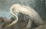 White Heron
Art Reproductions
