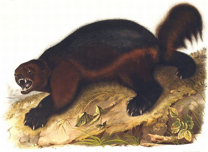 The Viviparous Quadrupeds of North America

Painting Reproductions