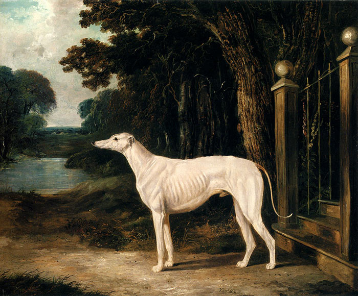 Vandeau, A White Greyhound, 1839

Painting Reproductions