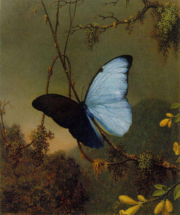 Blue Morpho Butterfly, c.1864-1865

Painting Reproductions