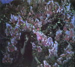 Lilac, 1900
Art Reproductions