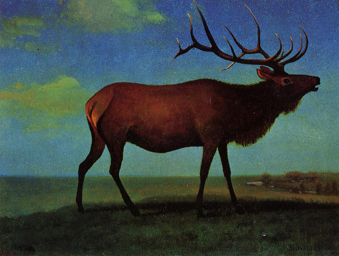 Elk 	

Painting Reproductions