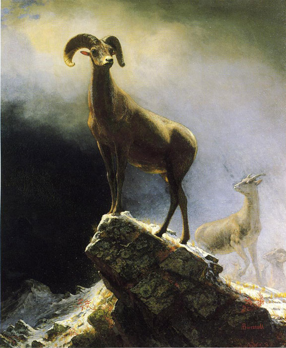 Rocky Mountain Sheep	

Painting Reproductions