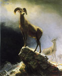 Rocky Mountain Sheep	
Art Reproductions