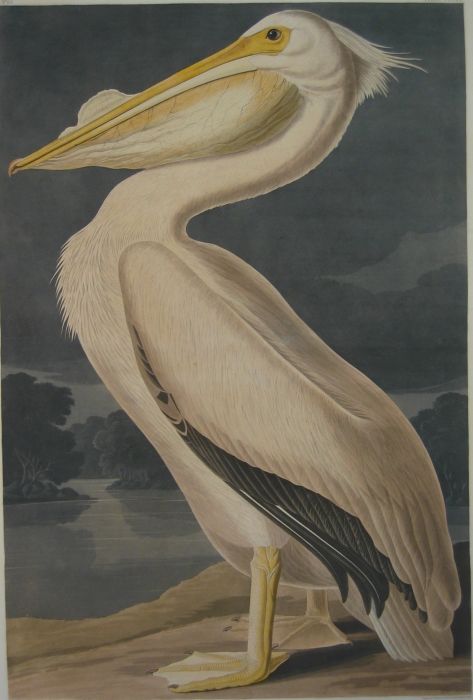 American White Pelican

Painting Reproductions