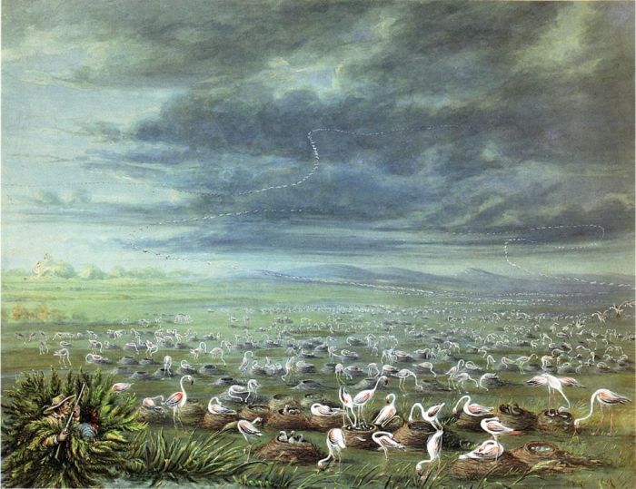 Ambush for flamingos in South America, 1856

Painting Reproductions