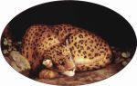 Leopard, 1780
Art Reproductions