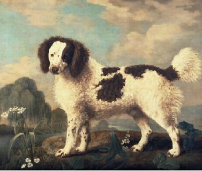 Brown and White Norfolk or Water Spaniel, 1778

Painting Reproductions