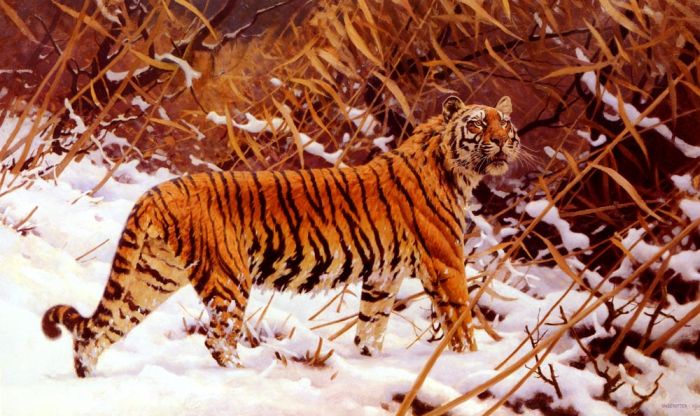 Siberischer Tiger In Einer Schneelandschaft, 1919

Painting Reproductions