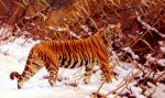 Siberischer Tiger In Einer Schneelandschaft, 1919
Art Reproductions