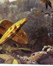 Art Reproductions Martin Johnson Heade